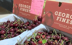 Quả cherry New Zealand