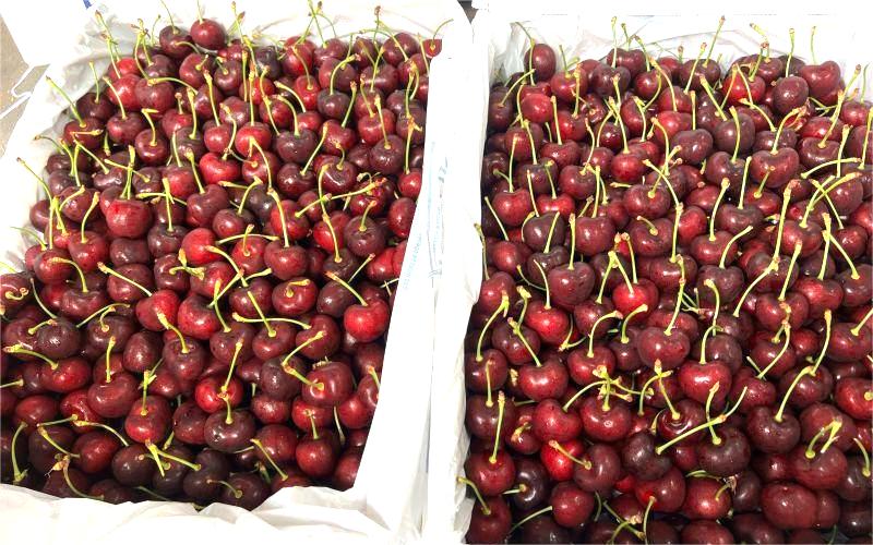 Quả cherry New Zealand