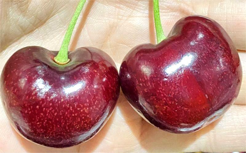 Cherry Canada