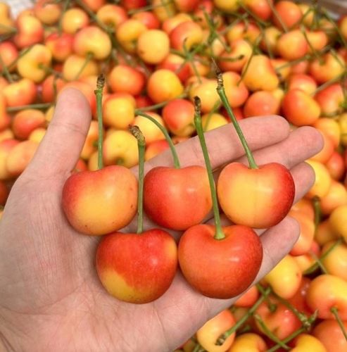 Cherry vàng