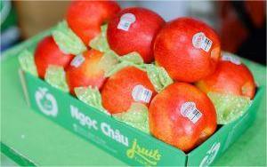 Táo envy hộp 11 trái 