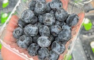 Việt quất New Zealand